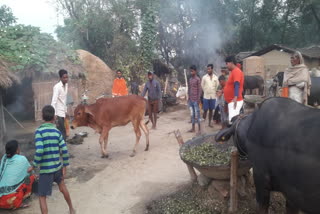 two cattle injured by tiger attack 