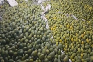 mango season, farmers problems 