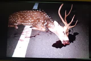 deer death in road accident