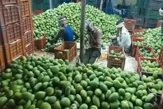 mango rates going down in jagtial market