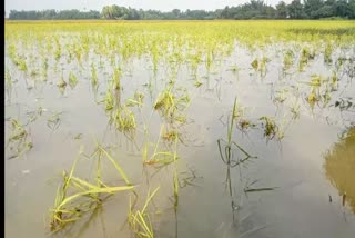 paddy crops Damaged for submerged in water