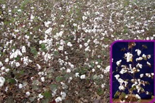 cotton variety