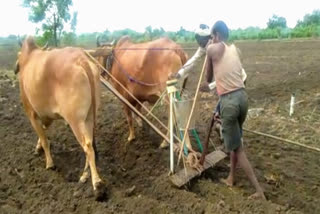 sixteen thousands farmer remaining from loan waivers scheam in nanded due to aadhar verification