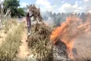 Lockdown effect on farmers Karnataka farmer destroys tomato farmers destroying crops Lockdown ലോക്ക്‌ഡൗൺ കൊവിഡ് കൊവിഡ്19 covid covid19 തക്കാളി തക്കാളി കർഷകർ തക്കാളി വിള tomato tomato farmer tomato crop ലോക്ക്‌ഡൗൺ പ്രതിസന്ധി കൊവിഡ് പ്രതിസന്ധി Lockdown misery covid misery ബെംഗളൂരു Nelamangala Bengaluru നെലമംഗല തക്കാളിക്ക് വില ഇടിവ് declining price declining price of tomato വില ഇടിവ്