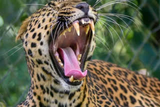 Minor girl killed in leopard attack in UP പെൺകുട്ടി വീടിനു വെളിയിലായിരുന്നപ്പോൾ ഡിവിഷണൽ ഫോറസ്റ്റ് ഓഫീസർ (ഡിഎഫ്ഒ) ജി പി സിംഗ് കതർനിയഘട്ട് വന്യജീവി സങ്കേത