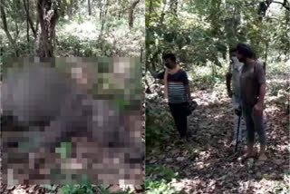 elephant death Amangarh Tiger Reserve Bijnor forest department വനം വകുപ്പ് അധികൃതർ പോസ്റ്റ്‌മോർട്ടം ഉത്തർപ്രദേശിലെ ബിജ്‌നോർ അമാൻഗഡ് ടൈഗർ റിസർവ് വനപ്രദേശത്ത് ആനകുട്ടിയുടെ ജഡം