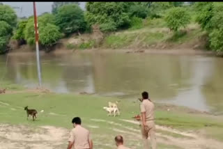 नदी में बहते हुए शव को जानवरों ने बाहर निकालने के दौरान बनाया अपना निवाला, मामले की जांच में जुटी पुलिस