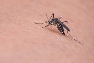 mosquito, monsoon disease, vector borne diseases, zika, dengue, sugar, spread of zika, infection, sugar baits, vector control strategies, mosquito bite, mosquito diseases