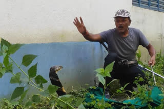 King Cobra Rescued