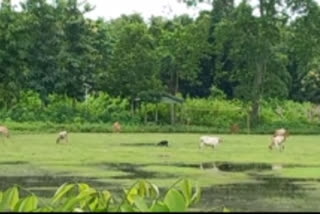 Nagaon school encroachment