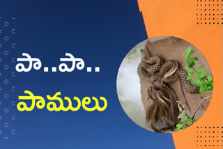 snakes at karimnagar