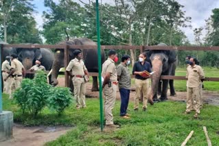 Bandipur Lakshmi and Chaitra elephants will participate in Mysore Dasara