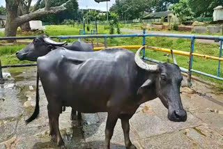 'ಧಾರವಾಡಿ ಎಮ್ಮೆ' ತಳಿಗೆ ರಾಷ್ಟ್ರಮಟ್ಟದ ಮಾನ್ಯತೆ