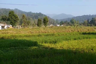 uttarakhand-farmers