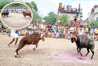 tagaru-fight-organized-at-muddebihala