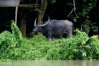 rain-update-monsoon-in-chhattisgarh