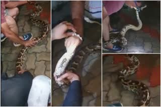 pythons seen slithering in dungarpur