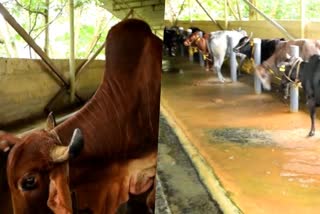 Farm owner in distress with 34 cattles gave by thiruvananthapuram corporation  Farm owner  cattles  thiruvananthapuram corporation  ഏൽപ്പിച്ച ഗോക്കളെ കോർപ്പറേഷനും തിരിഞ്ഞുനോക്കുന്നില്ല  34 പശുക്കളുമായി ഫാമുടമ ദുരിതത്തിൽ  കോർപ്പറേഷൻ  കോട്ടയ്ക്കകം കുതിരമാളിക  ഗോശാല