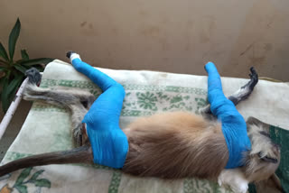 Langur bone operation