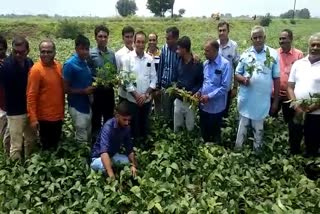 soybean farming