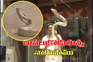 SNAKE VIRAL VIDEO, snake in scooty