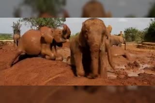 Baby Elephant Mud Bath