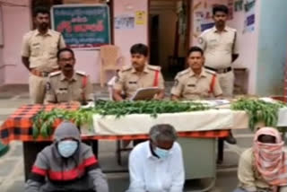 Case filed against cannabis plant growers at ananthapur