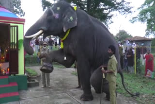 விநாயகரை வழிப்பட்ட யானைகள, elephants in mudhumalai camp, vinayagar chathurthi