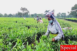 20 কোটি টাকার ক্ষতি উত্তরবঙ্গের চা শিল্পে