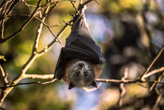 nipah origin  വവ്വാല്‍  bat  nipah origin  നിപ ഉറവിടം  വിദഗ്ധ സംഘം  nipah virus