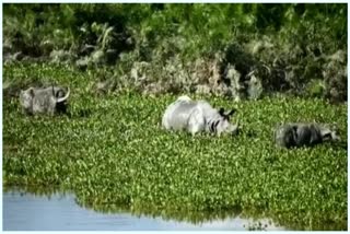 কাজিৰঙা ৰাষ্ট্ৰীয় উদ্যানৰ নান্দনিক দৃশ্যই মুগ্ধ কৰিছে দৰ্শনাৰ্থীক