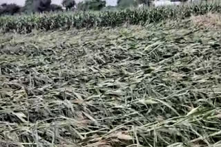 crop damage in nasik