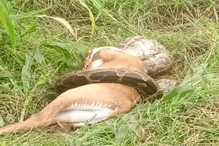 python swallowed Nilgai, Udaipur news