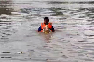 Immersion of ganesh idol