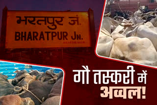 bharatpur tops in gautaskari