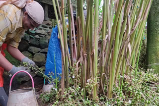 cardamom plant  cardamom  ഏലക്ക  ഏലക്ക ചെടി  ഇടുക്കി വാര്‍ത്ത  ​​Idukki local news