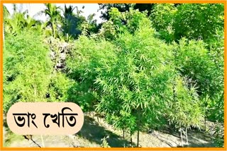 cannabis farming at kalgachia