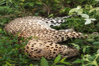 dead leopard