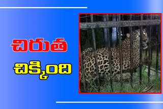 Leopard in cage, Leopard catched in medak district