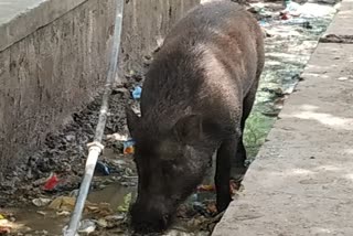 wild-pigs-problem-in-malemahadeshwara-hill