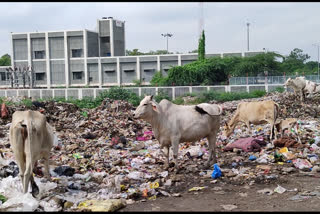 terror of stray animals on band road delhi