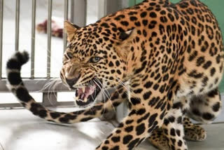 man eating leopard