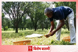 संत्र्याची गळ थांबता थांबेना...