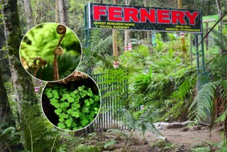 india-largest-open-air-fernery