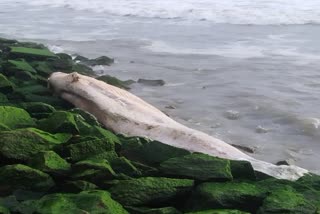 body of the whale washed ashore in azheekkal  azheekkal  whale washed ashore  body of the whale washed ashore  azheekkal whale news  അഴീക്കൽ തീരത്ത് തിമിംഗലം ചത്തടിഞ്ഞു  അഴീക്കൽ തീരത്ത് തിമിംഗലം കരയ്‌ക്കടിഞ്ഞു  തിമിംഗലം  അഴീക്കൽ തിമിംഗലം  അഴീക്കലിൽ തിമിംഗലം ചത്തടിഞ്ഞു  അഴീക്കലിൽ തിമിംഗലം  അഴീക്കലിൽ തിമിംഗലം കരയ്‌ക്കടിഞ്ഞു