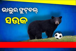 ଘଞ୍ଚ ଜଙ୍ଗଲରେ ଭାଲୁଙ୍କ ଫୁଟବଲ ଖେଳ, ଦେଖନ୍ତୁ ମଜାଦାର ଭିଡିଓ