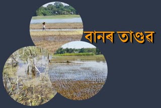 flood damaged paddy cultivation at kalgachia