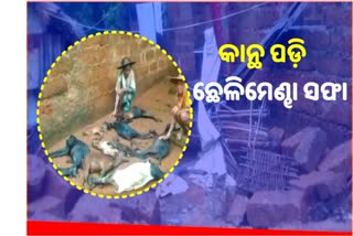 ଲଘୁଚାପ ଜନିତ ଲଗାଣ ବର୍ଷା, କାନ୍ଥ ଭୁଶୁଡି ୧୧ଟି ଛେଳି ମେଣ୍ଢା ମୃତ