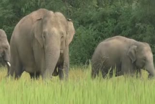 elephant havoc in rairangpur, farmers faceing problems