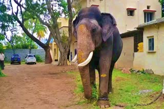 Dasara Elephants Arrived to Mysore from jungle
